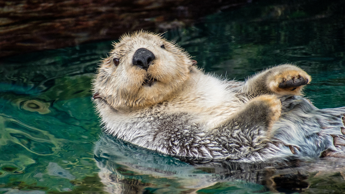 15 British Animals Most People Have Never Seen In The Wild
