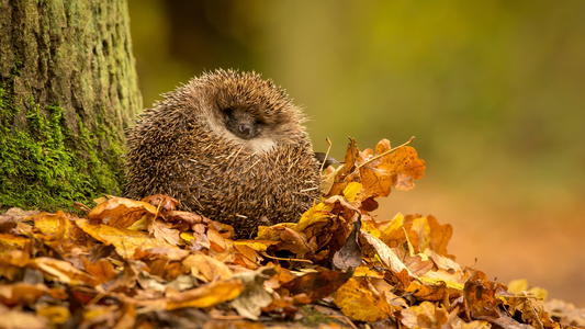 How to Care for Wild Hedgehogs in Your Garden This Autumn/Winter