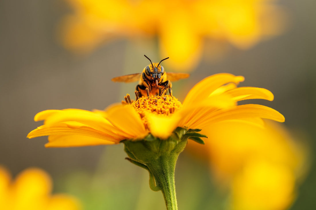 When the Margins Thin: Britain’s Bees and the Loss of Continuity